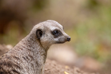 Meerkat 