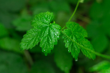 poison ivy plant