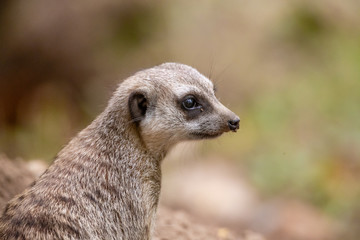 Meerkat 