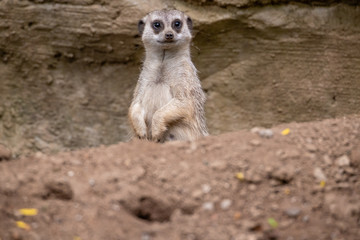 Meerkat 