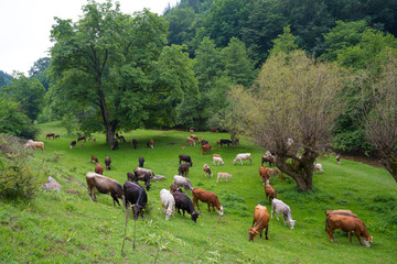 Naklejka na ściany i meble Herd of bulls, cows and calves grazing in meadow with fresh grass. Rancho.