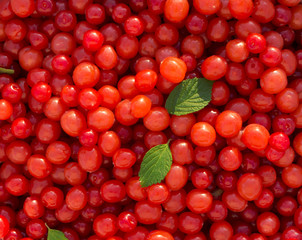 Nanking cherry (Prunus tomentosa) as background.