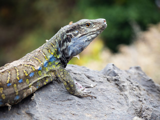 Tenerife Lizard or Western Canaries Lizard (Gallotia galloti), Tenerife, Canary Islands, Spain