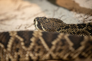 Snake
