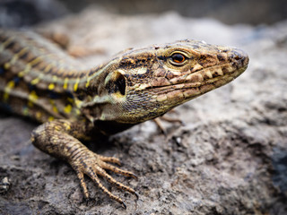 Tenerife Lizard or Western Canaries Lizard (Gallotia galloti), Tenerife, Canary Islands, Spain