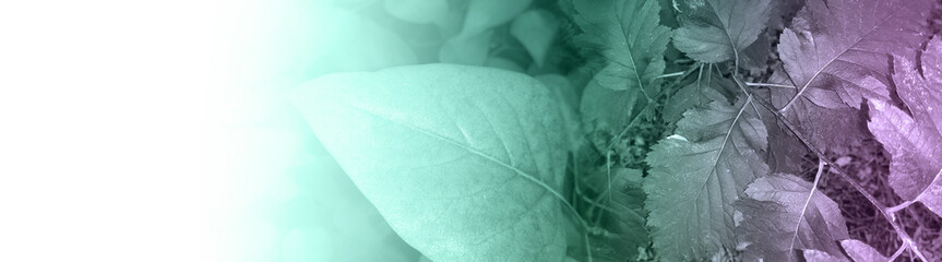 foliage © neurostructure