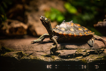 Turtle