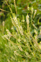 Meadow plants in the summer season. White flowers