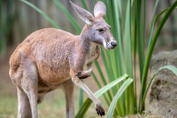 Kangaroo Baby