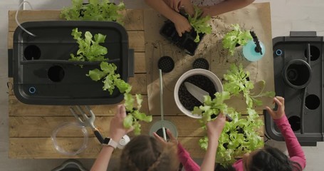 young group of multi ethnic girls growing plants using sustainable green technology students in horticulture class working together learning hydroponics top view