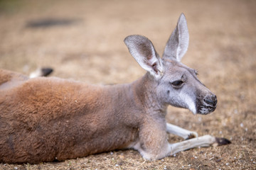 Kangaroo Baby