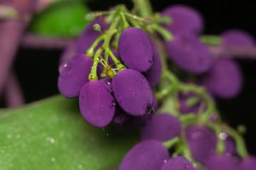 close-up of macro grapes