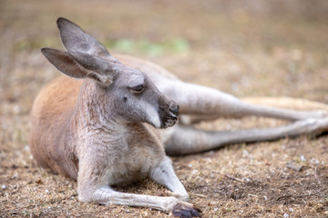 Naklejka na ściany i meble Kangaroo Baby