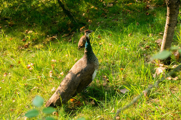 peacock