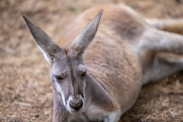 Fototapeta premium Kangaroo Baby