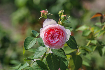 Pale pink rose in bloom with buds and bokeh green background