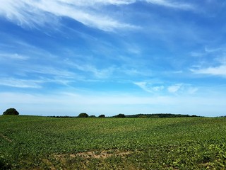 Ein R&uuml;benfeld in Kiel-Meimersdorf