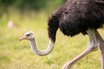 Ostrich