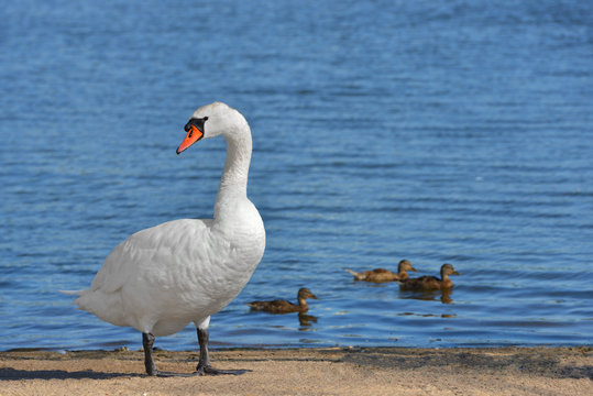 Mute swan (Cygnus olor) against a background of ducks on blue lake