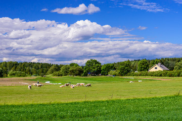 Fototapeta na wymiar Rural Finland. Beautiful summer landscape with green Meadow with cows and clouds on blue sky. 