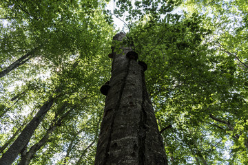 Fototapeta premium Trees with interesting shapes and formations on their stems and trunks on the way to Kozya stena hut. The mountain in the central Balkan astonishes with its beauty, fresh air and magnetism.