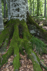 Trees with interesting shapes and formations on their stems and trunks on the way to Kozya stena hut. The mountain in the central Balkan astonishes with its beauty, fresh air and magnetism.