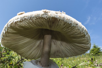 Wild enormous mushroom - roe deer in the mountain on the way to Eho hut.