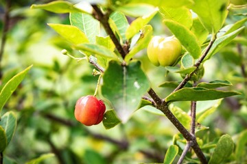 One red and green of cherries.