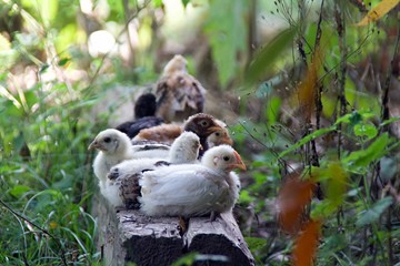 Les poussins sur une poutre  © mathisprod