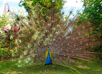 Obraz premium Peacock