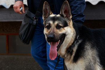 Dog breed German Shepherd