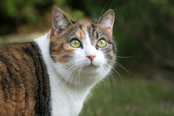 Obraz premium streichel mich!