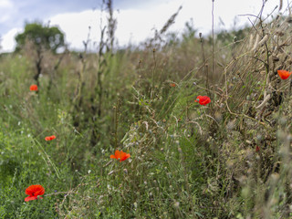 Poppies and grass
