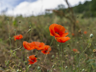 Poppies