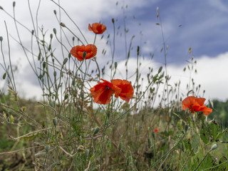 Poppies and grass