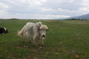 Obraz premium cow on a meadow in the summer