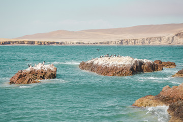 Wild black and white pelicans and other birds on a rock in the Pacific Ocean off the coast of the Paracas National Reserve in Ica, Peru