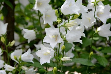 Snow-white bellflowers  on a sunny day in the garden.