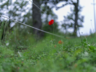 Poppies and grass