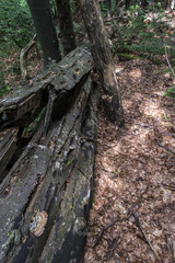 Fallen tree after a powerful lightning on the way to Kozya stena hut. The mountain in the central Balkan astonishes with its beauty, fresh air and magnetism.