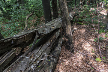Fallen tree after a powerful lightning on the way to Kozya stena hut. The mountain in the central Balkan astonishes with its beauty, fresh air and magnetism.