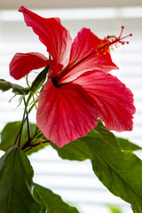 Bright red hibiscus flower with green foliage on a white background.