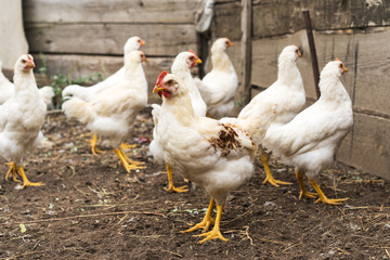  Cute chicken chicks. Rustic village lifestyle.
