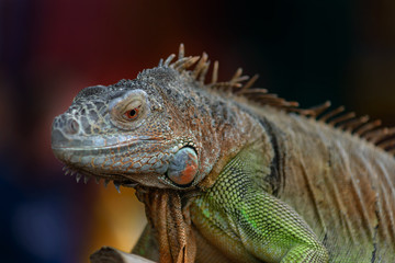 Fototapeta premium Iguana on a tree branch - portrait