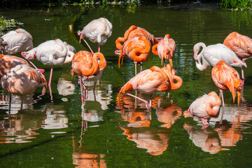 Large colonies of red flamingos filter feeding in a pond