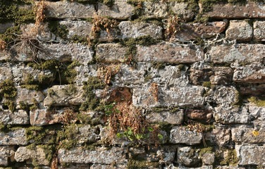 green moss grown on the wall of a house