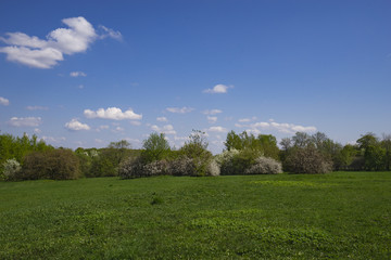 Fototapeta premium A park with a blooming cherry in the spring on a sunny day.