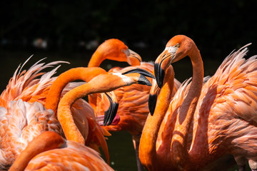 Large colonies of red flamingos filter feeding in a pond