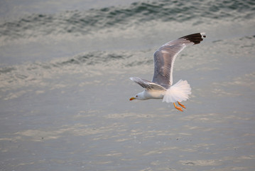 seagull with wide wings flies free over the ocean