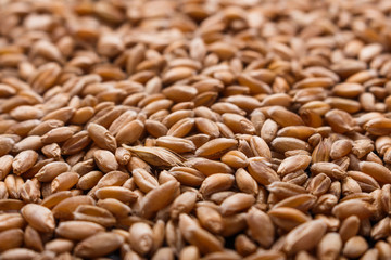 spelt seeds on a dark stone background